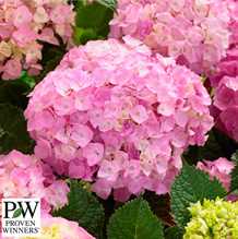 Havehortensia `Pink Lollipop`